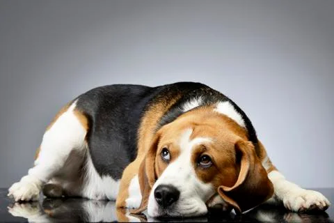 Studio shot of an adorable Beagle Stock Photos
