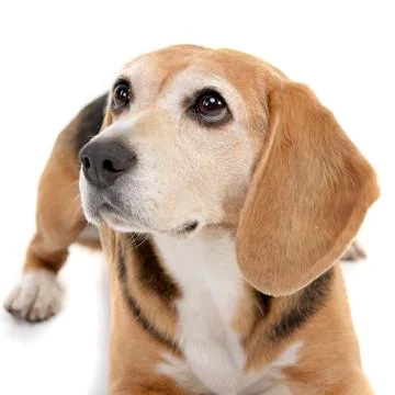 Studio shot of an adorable Beagle Stock Photos