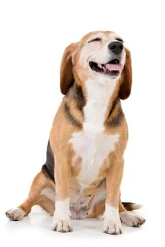 Studio shot of an adorable Beagle Stock Photos