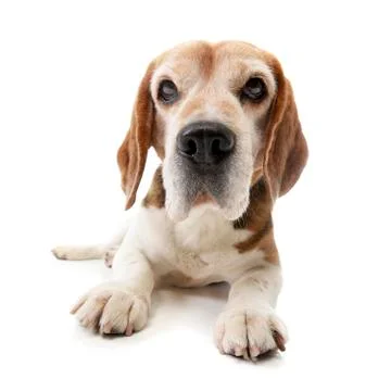 Studio shot of an adorable Beagle Stock Photos