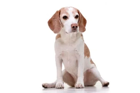 Studio shot of an adorable Beagle Stock Photos