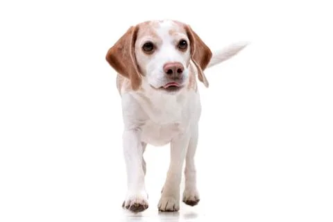 Studio shot of an adorable Beagle Stock Photos