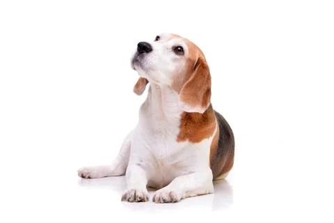 Studio shot of an adorable beagle Stock Photos