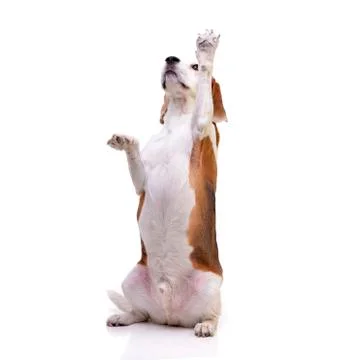 Studio shot of an adorable beagle Stock Photos