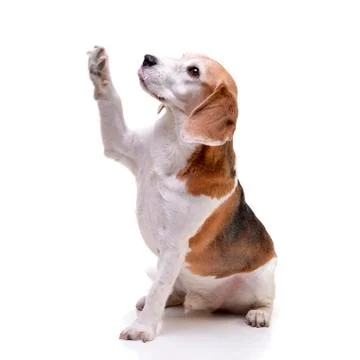 Studio shot of an adorable beagle Stock Photos