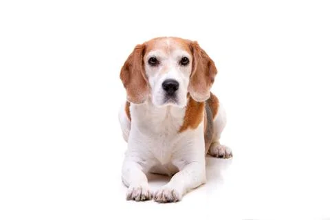 Studio shot of an adorable beagle Stock Photos