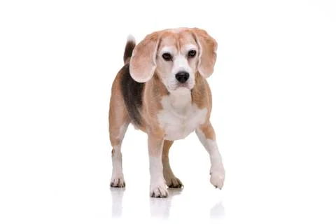 Studio shot of an adorable beagle Stock Photos