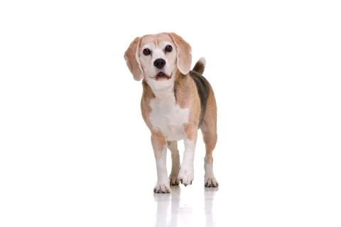 Studio shot of an adorable beagle Stock Photos