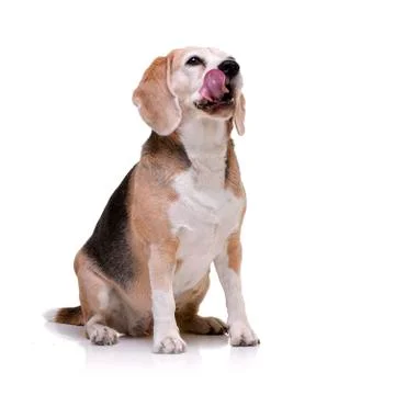 Studio shot of an adorable beagle Stock Photos