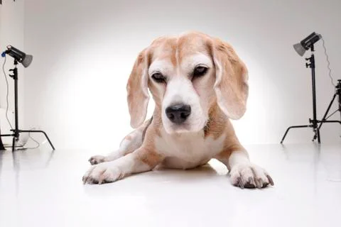 Studio shot of an adorable beagle Stock Photos