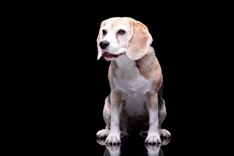 Studio shot of an adorable beagle Stock Photos