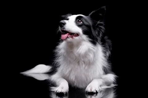 Studio shot of an adorable Border collie Stock Photos