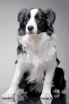 Studio shot of an adorable Border Collie Stock Photos
