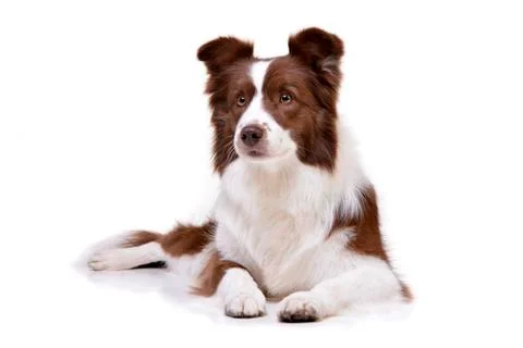 Studio shot of an adorable Border Collie Stock Photos