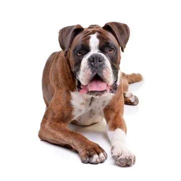 Studio shot of an adorable Boxer Stock Photos
