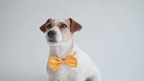 Studio shot of an adorable calm Jack Russell Terrier with a yellow tie tied Stock Footage 194804986