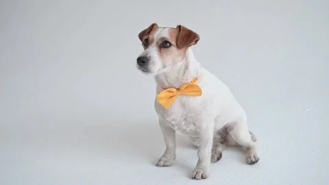 Studio shot of an adorable calm Jack Russell Terrier with a yellow tie tied Video stock 198825150