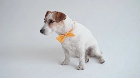 Studio shot of an adorable calm Jack Russell Terrier with a yellow tie tied Stock Footage 198825502