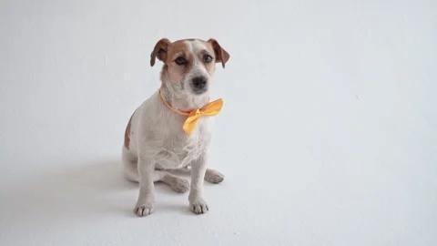 Studio shot of an adorable calm Jack Russell Terrier with a yellow tie tied Stock Footage 198825875