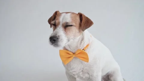Studio shot of an adorable calm Jack Russell Terrier with a yellow tie tied Stock Footage 198826025