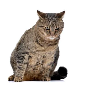 Studio shot of an adorable cat Stock Photos