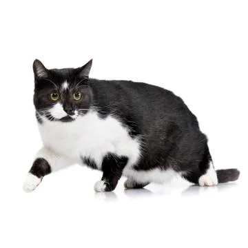 Studio shot of an adorable cat Stock Photos