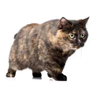 Studio shot of an adorable cat Stock Photos