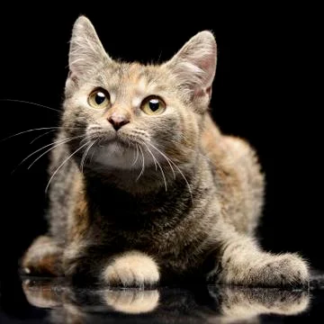Studio shot of an adorable cat Stock Photos