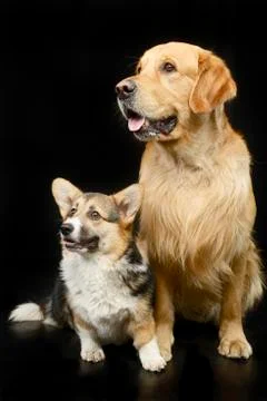Studio shot of an adorable Corgie and a Golden retriever Stock Photos