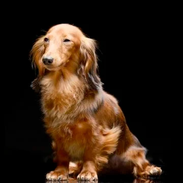 Studio shot of an adorable Dachshund Stock Photos