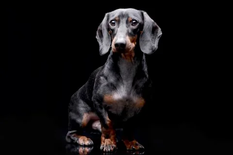 Studio shot of an adorable Dachshund Stock Photos