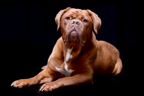 Studio shot of an adorable Dogue de Bordeaux Stock Photos
