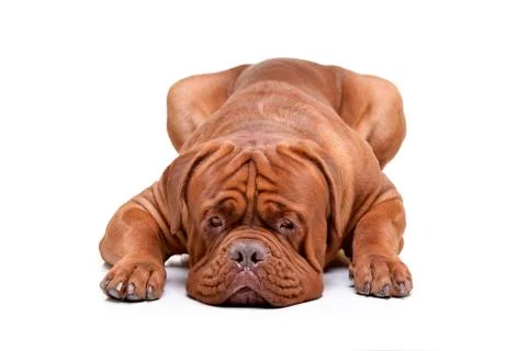 Studio shot of an adorable Dogue de Bordeaux Stock Photos