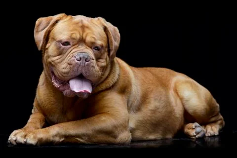 Studio shot of an adorable Dogue de Bordeaux Stock Photos