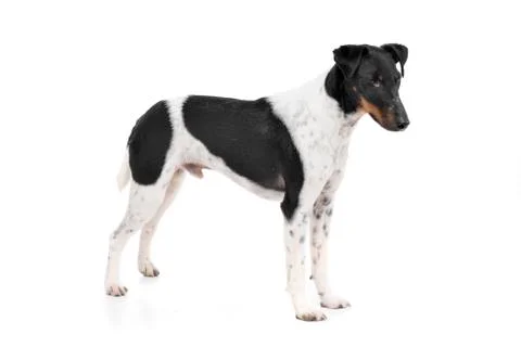 Studio shot of an adorable Fox terrier Stock Photos