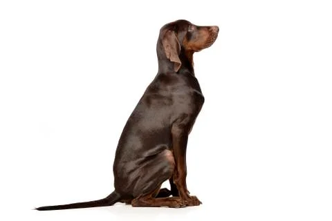 Studio shot of an adorable German pointer Stock Photos