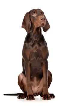 Studio shot of an adorable German pointer Stock Photos