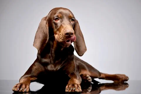 Studio shot of an adorable German pointer Stock Photos