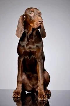 Studio shot of an adorable German pointer Stock Photos
