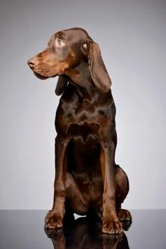 Studio shot of an adorable German pointer Stock Photos