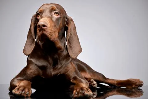 Studio shot of an adorable German pointer Stock Photos