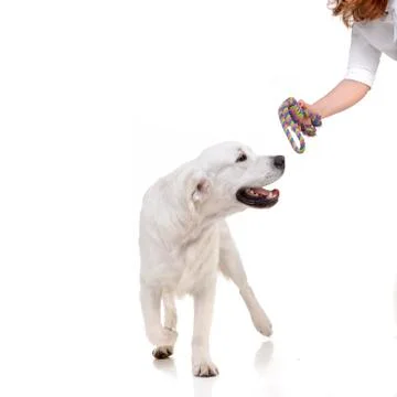 Studio shot of an adorable Golden retriever Stock Photos