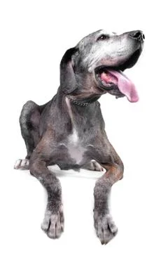 Studio shot of an adorable Great Dane Stock Photos