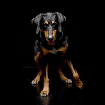 Studio shot of an adorable mixed breed dog Stock Photos