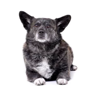 Studio shot of an adorable mixed breed dog Stock Photos