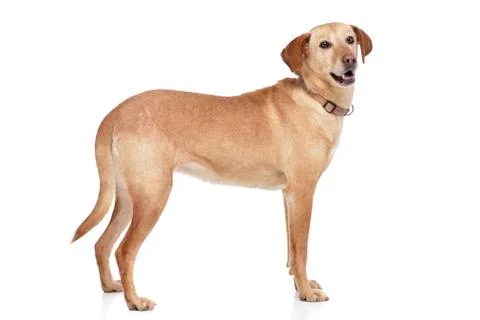 Studio shot of an adorable mixed breed dog Stock Photos