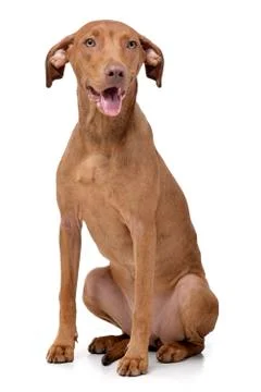 Studio shot of an adorable mixed breed dog Stock Photos