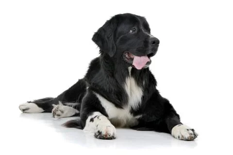 Studio shot of an adorable mixed breed dog Stock Photos