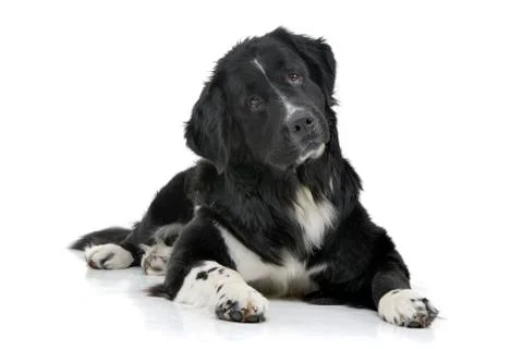 Studio shot of an adorable mixed breed dog Stock Photos
