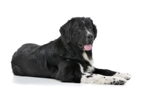 Studio shot of an adorable mixed breed dog Stock Photos